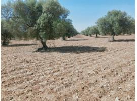 Domaine Agricole à vendre